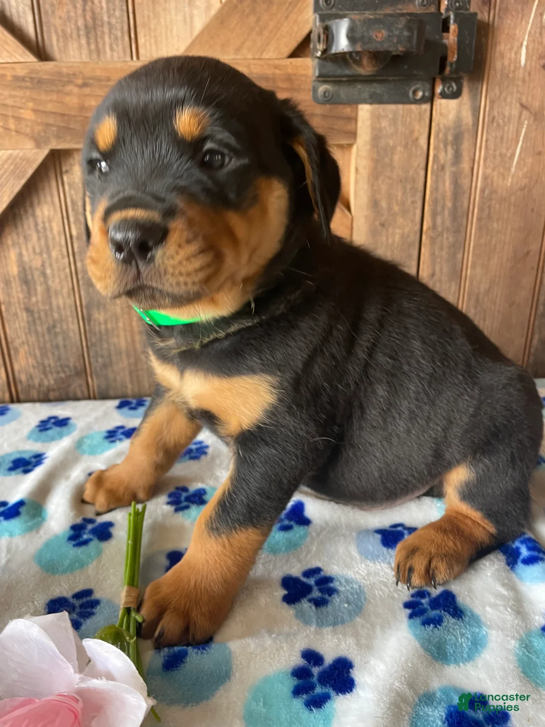 Rottweiler dogs for sale: Grant - Ad 4
