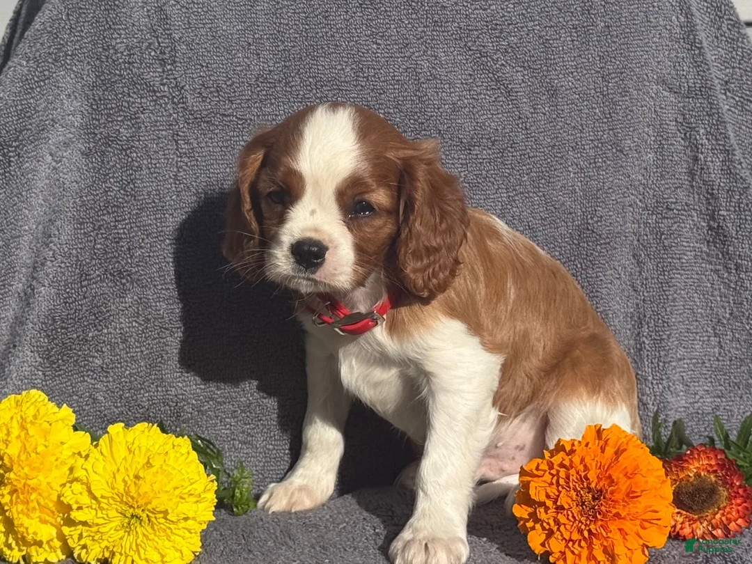 Cavalier King Charles Spaniel dogs for sale: Brody  - Ad 4