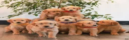 Golden Retriever dogs for sale: Preston  - Ad 4