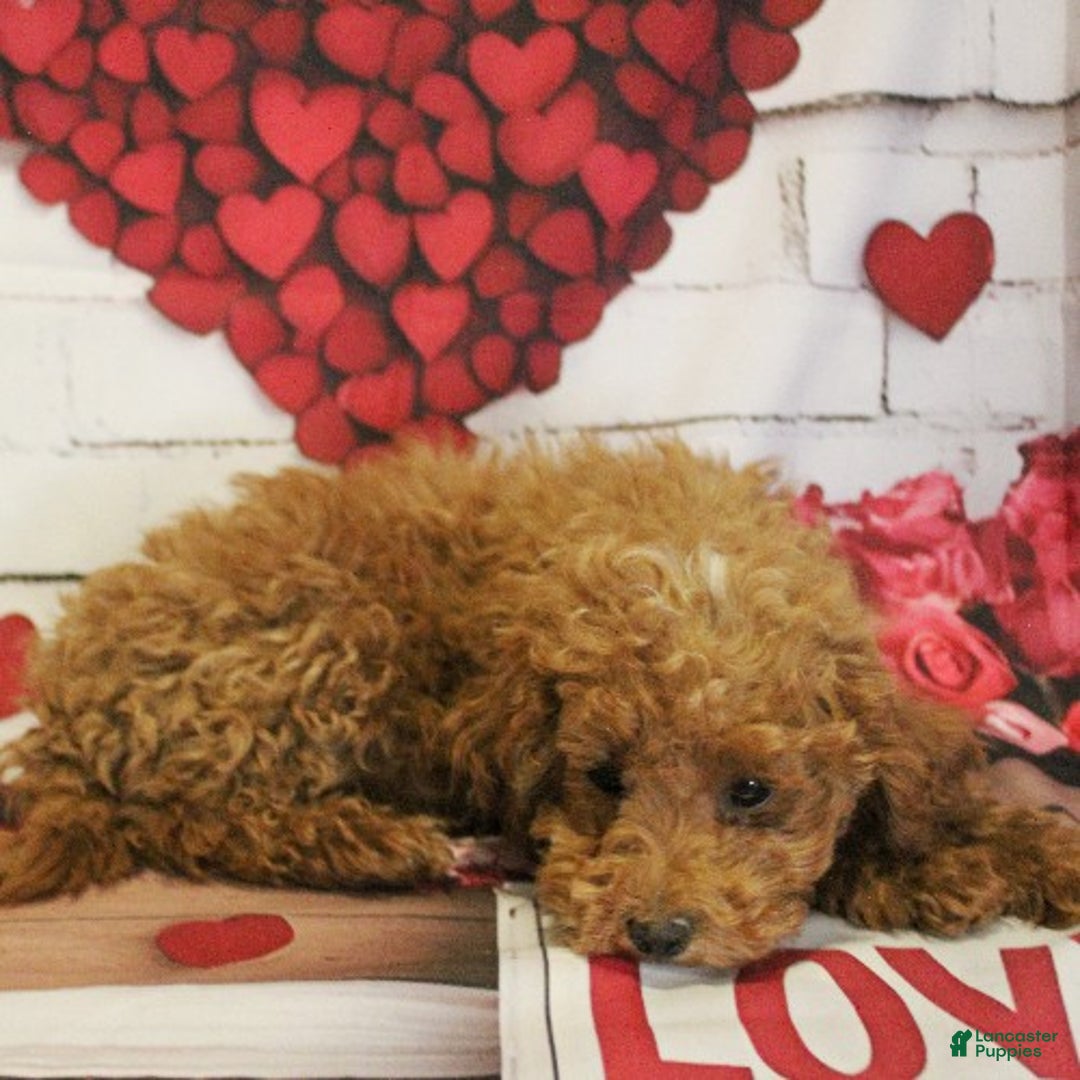 Toy Poodle dogs for sale: Snowflake - Ad 2