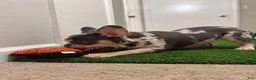 French Bulldog dogs for sale: French Bulldog 1 - Ad 4