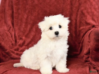 Maltese dogs Gordon - Ad 15