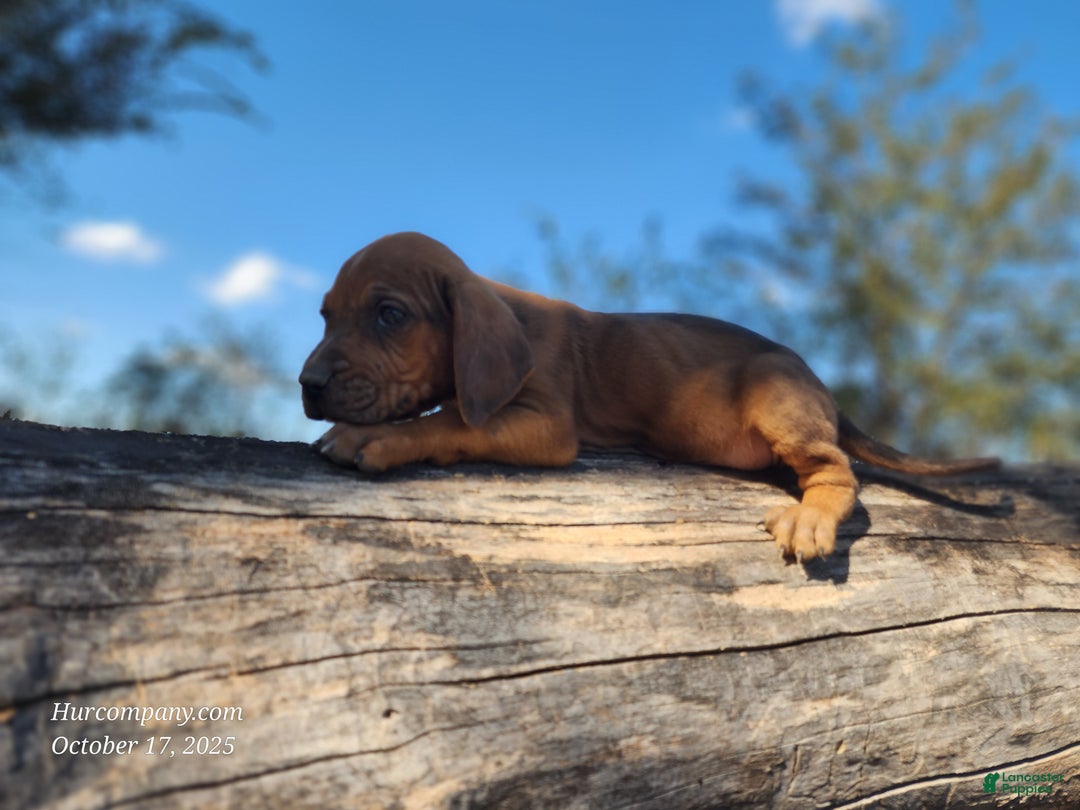 Mixed Breed dogs for sale: Fall 2025 Bloodahoula Male 2 - Ad 11