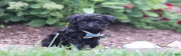 Yorkiepoo dogs for sale: Ricky - Ad 4