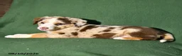 Mixed Breed dogs for sale: Bella   - Ad 4