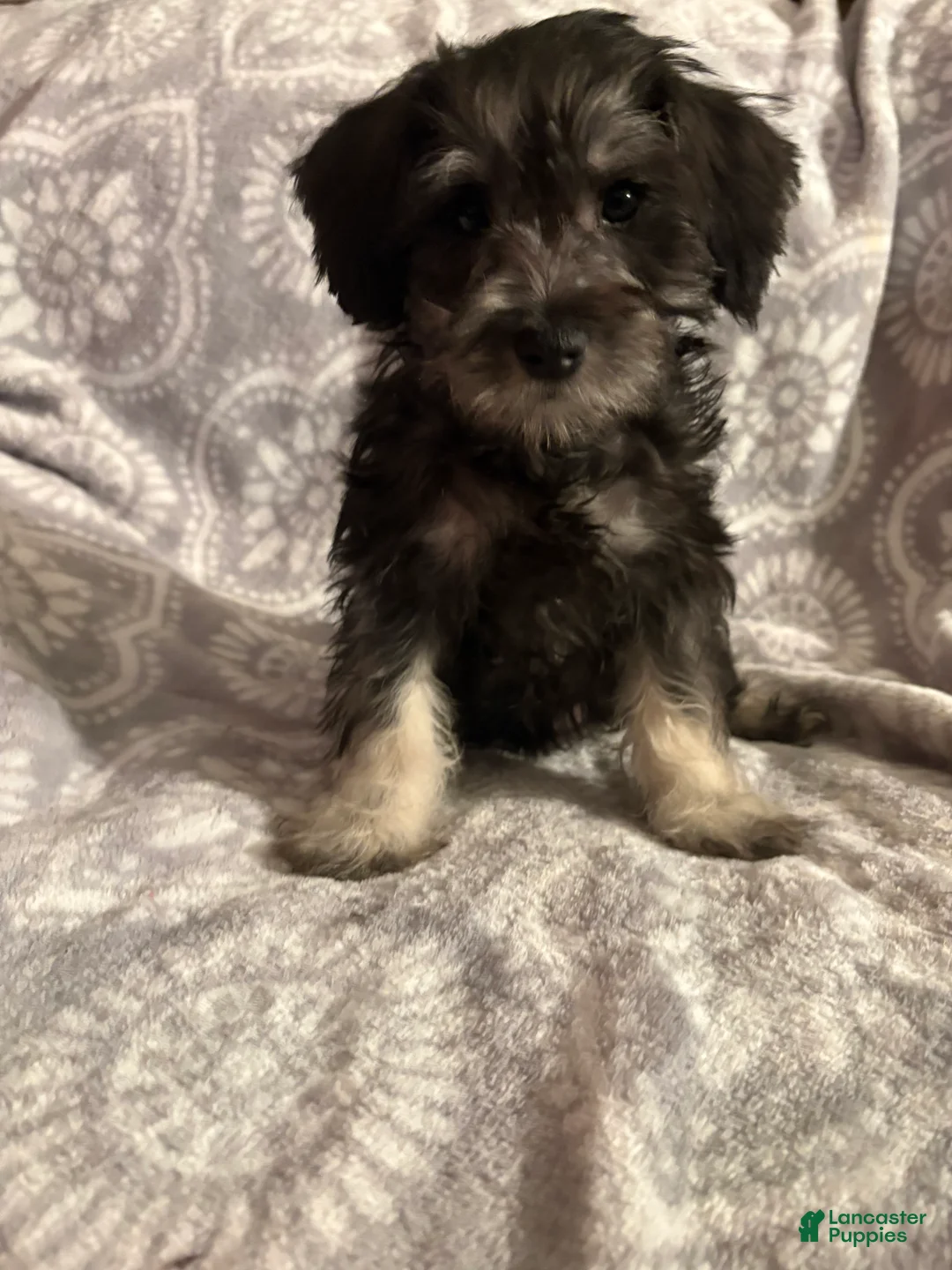 Miniature Schnauzer dogs for sale: Miniature Schnauzer Puppy 2 - Ad 2