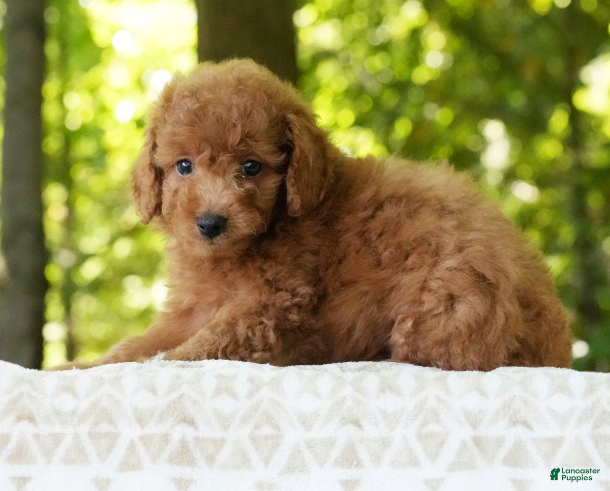 Mini Goldendoodle dogs Alice - Ad 2