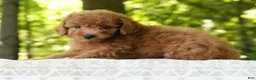 Mini Goldendoodle dogs for sale: Alice - Ad 2