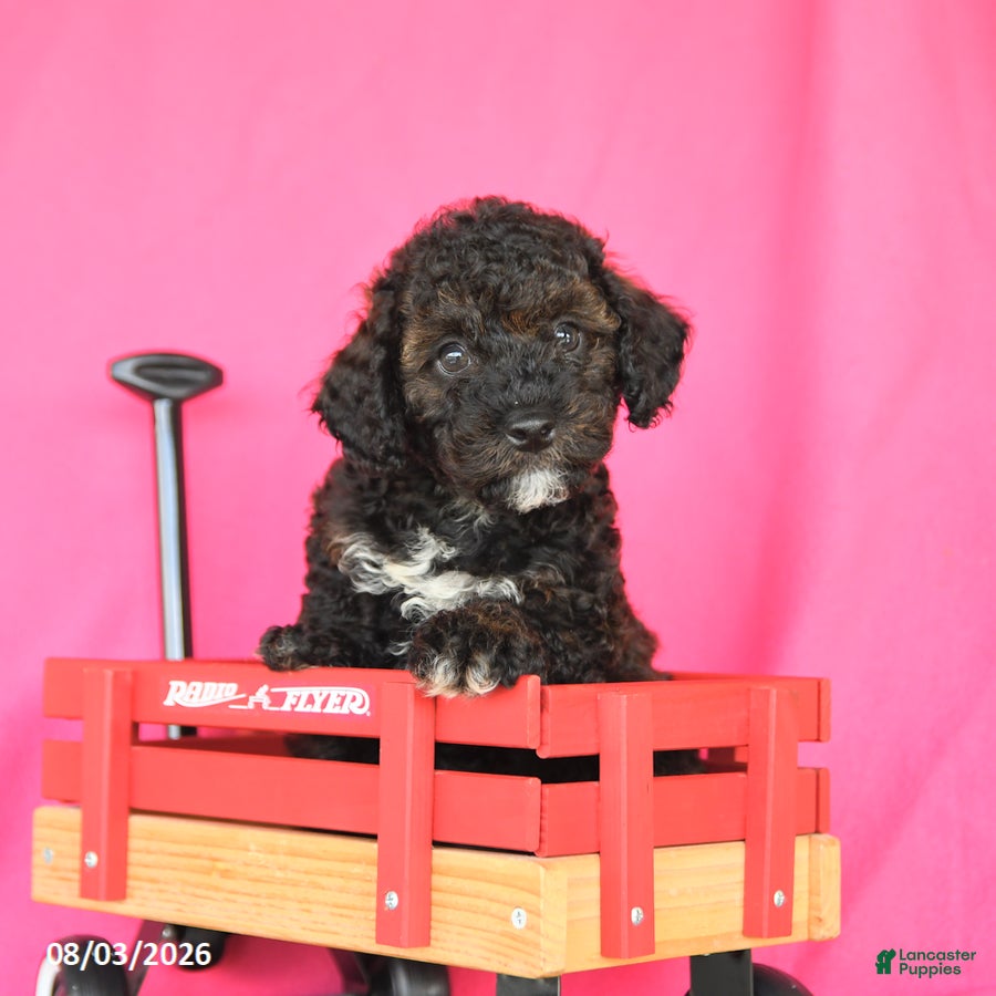 Miniature Poodle dogs Kenny - Ad 2