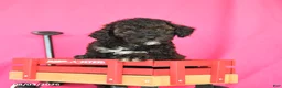 Miniature Poodle dogs for sale: Kenny - Ad 2