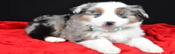 Miniature Australian Shepherd dogs for sale: Riley - Ad 6