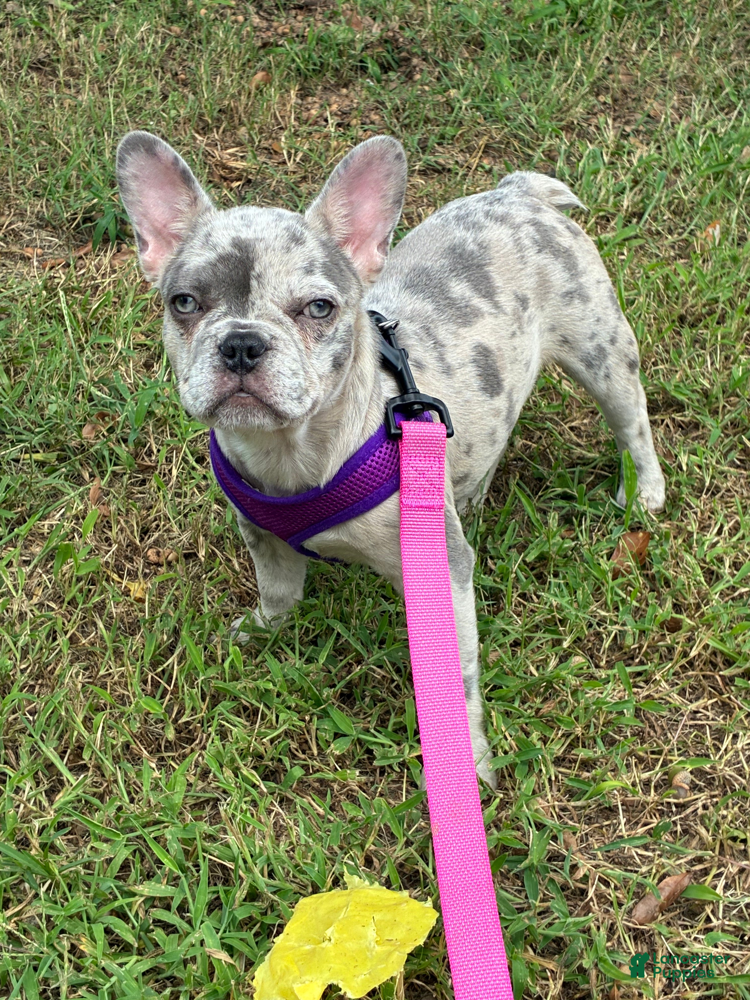 French Bulldog dogs French Bulldog 1 - Ad 2