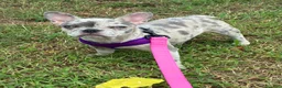 French Bulldog dogs for sale: French Bulldog 1 - Ad 2