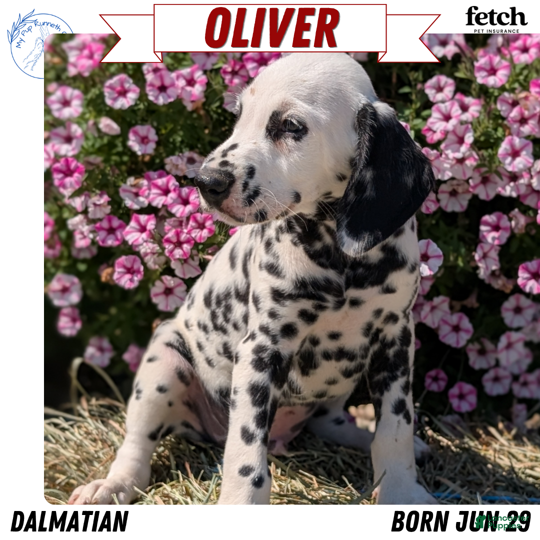 Dalmatian dogs Oliver - Ad 1
