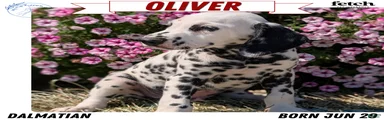 Oliver