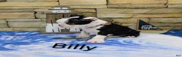 Boston Terrier dogs for sale: Boston Terrier Male Billy  - Ad 3