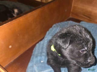 Mixed Breed dogs Mixed Breed Puppy 4 - Ad 21