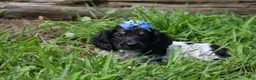 Miniature Dachshund dogs for sale: Max - Ad 12