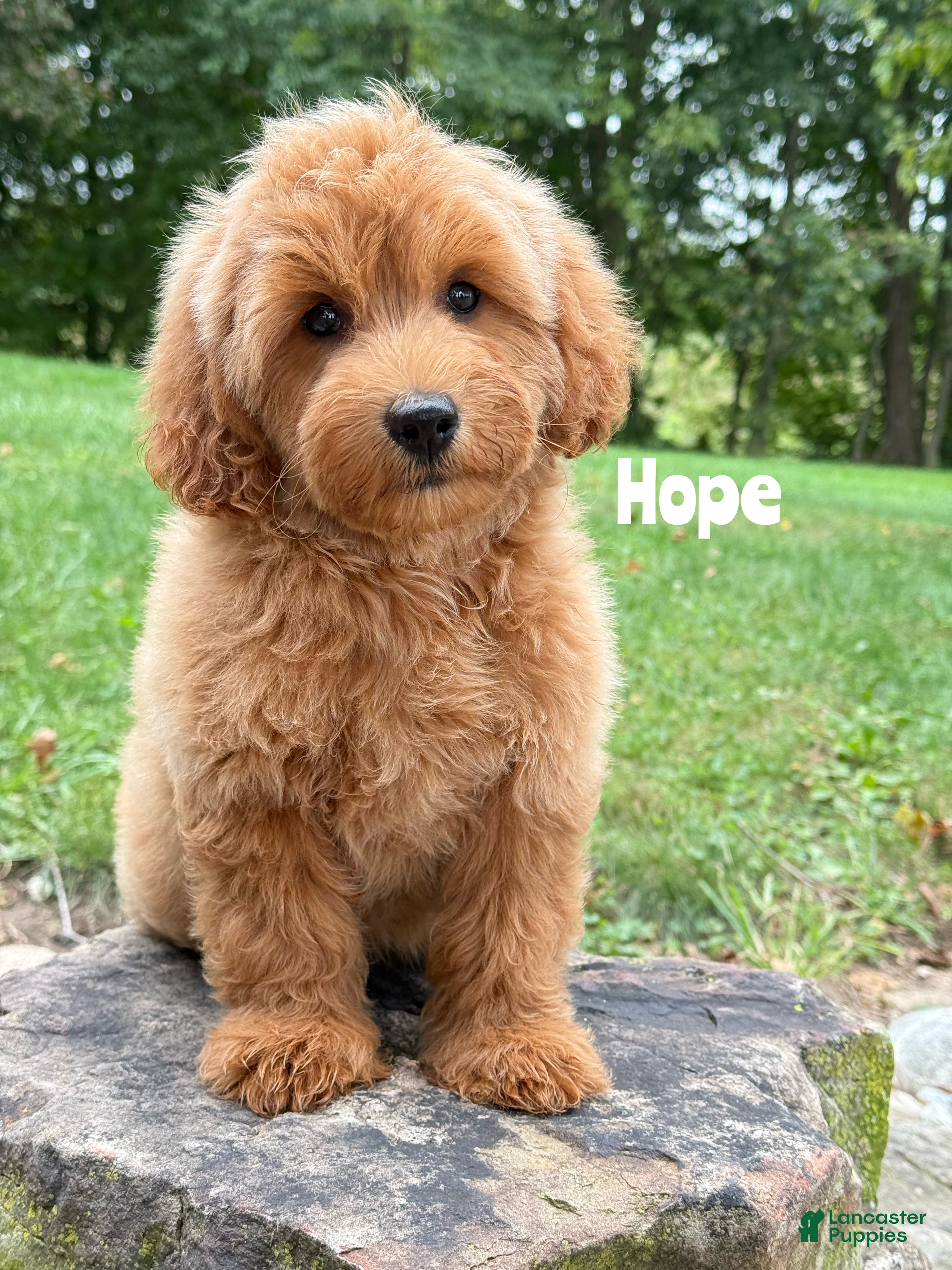 Mini Goldendoodle dogs for sale: Hope - Mini Goldendoodle - Ad 30