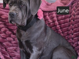 Cane Corso dogs - Ad 3