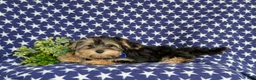 Morkie dogs for sale: Rainger 6 lbs Full Grown - Ad 5