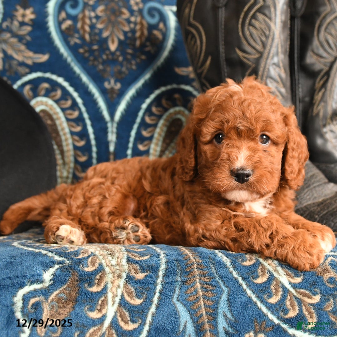 Cavapoo dogs for sale: Rover - Ad 5
