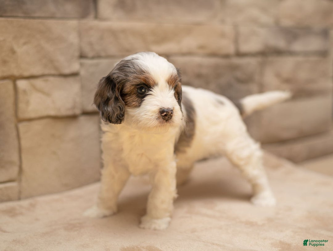Cavapoo dogs for sale: Honey - Ad 3