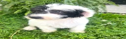 Mixed Breed dogs for sale: Vega - Ad 11