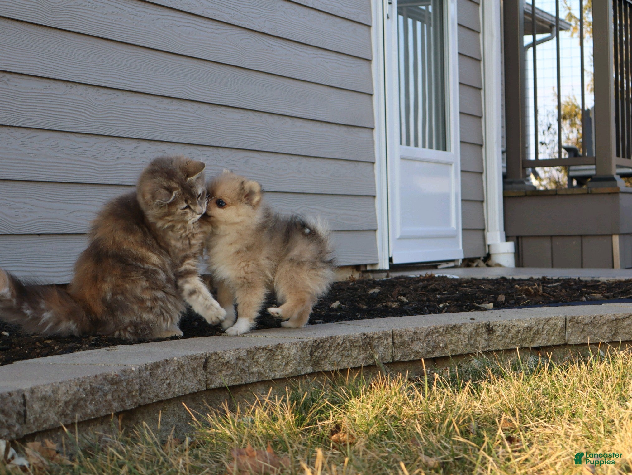 Pomeranian dogs Minnie - Ad 2