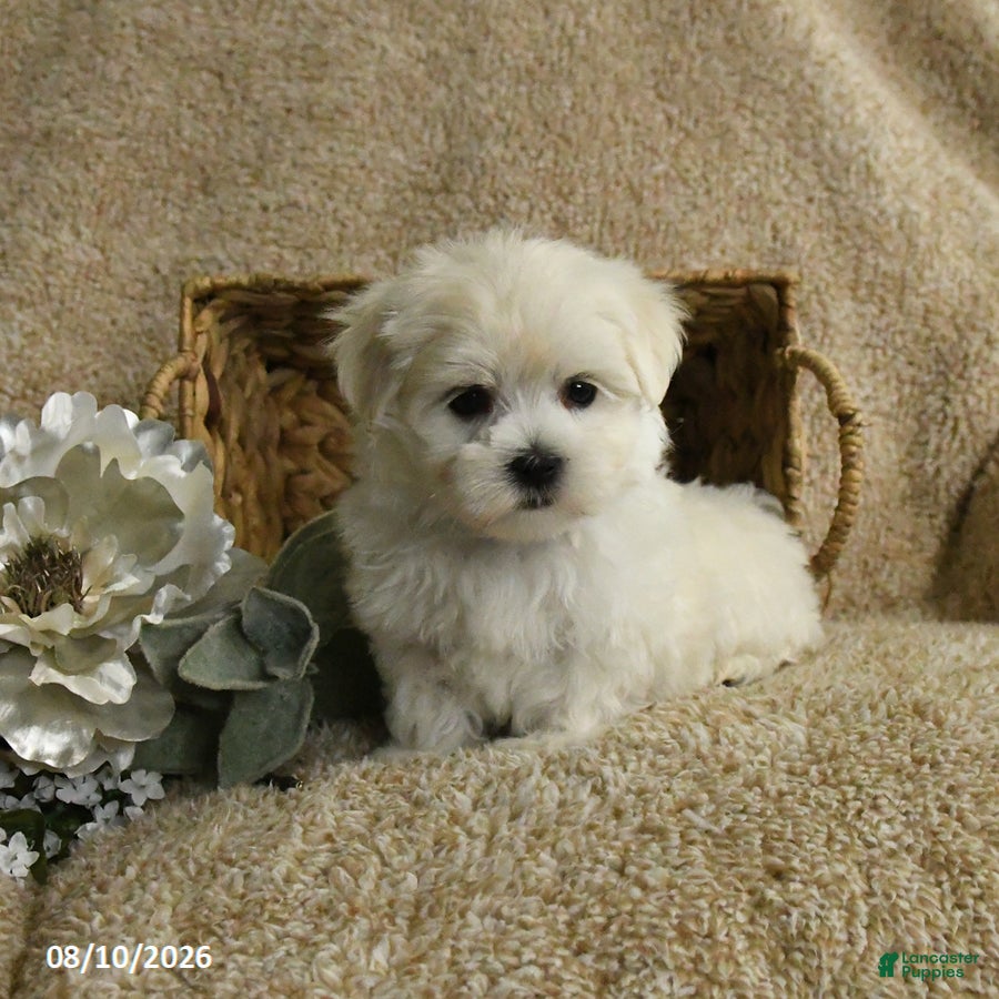 Maltese dogs Rider - Ad 2