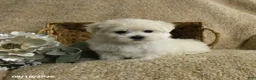 Maltese dogs for sale: Rider - Ad 2