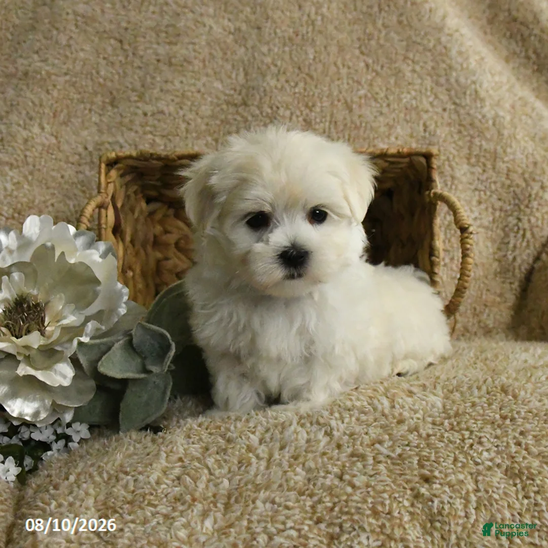 Maltese dogs for sale: Rider - Ad 2