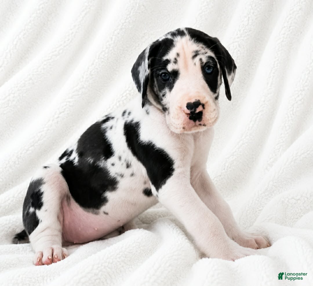 Great Dane dogs Makani - Ad 17