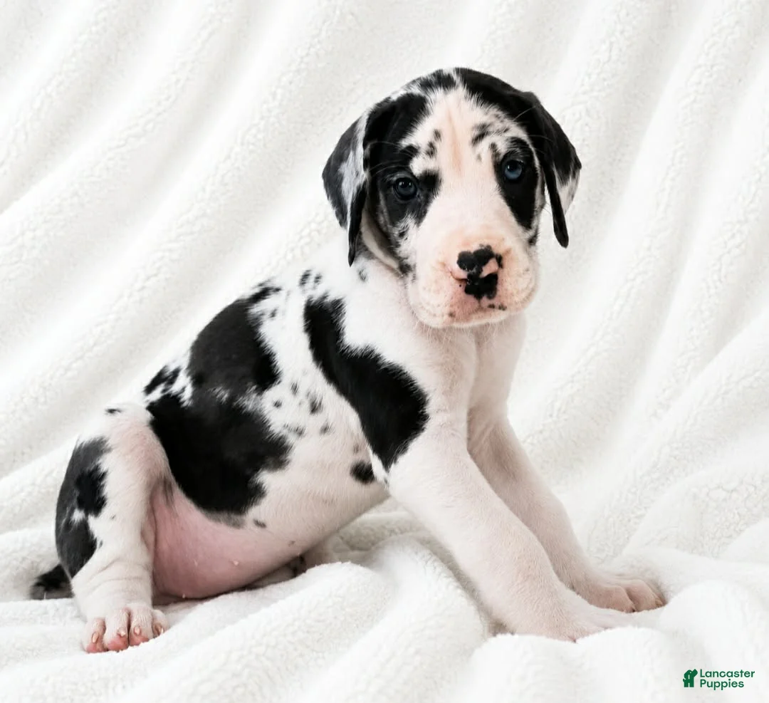 Great Dane dogs for sale: Makani - Ad 1