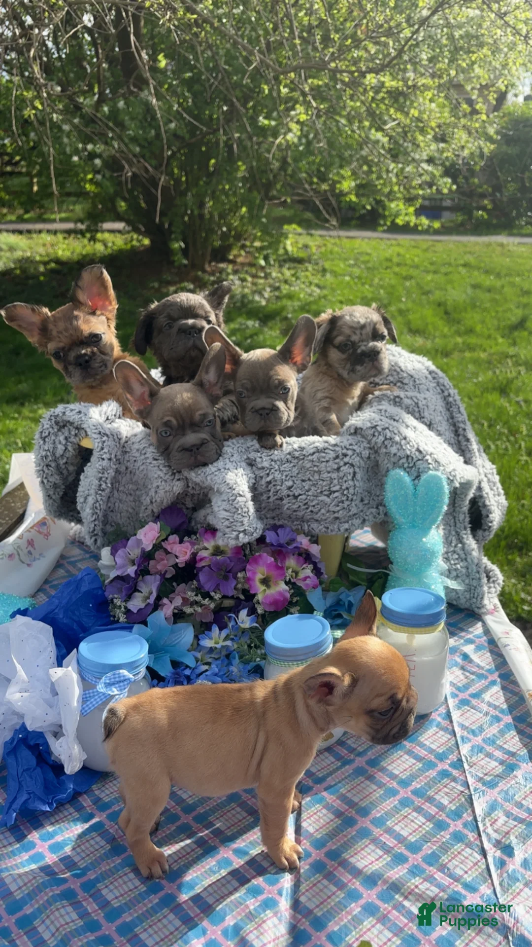 French Bulldog dogs for sale: Pink “Rosie” - Ad 2