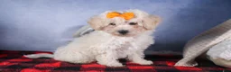 Bichon Frise dogs for sale: Darla - Ad 14