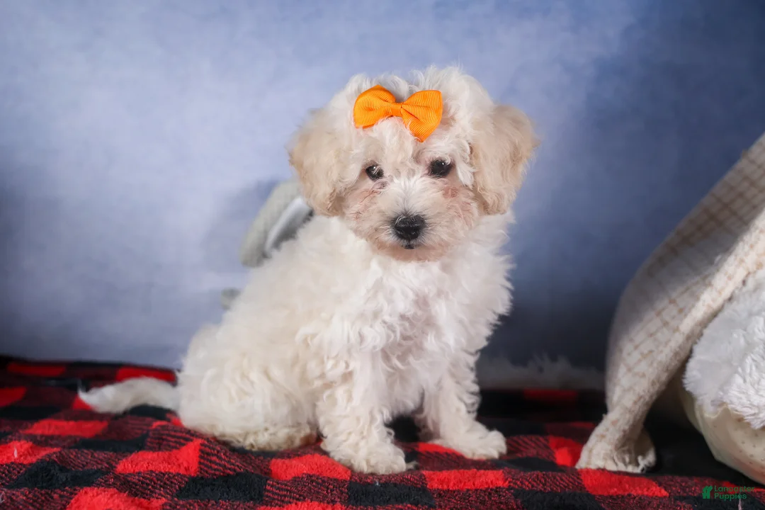 Bichon Frise dogs for sale: Darla - Ad 14