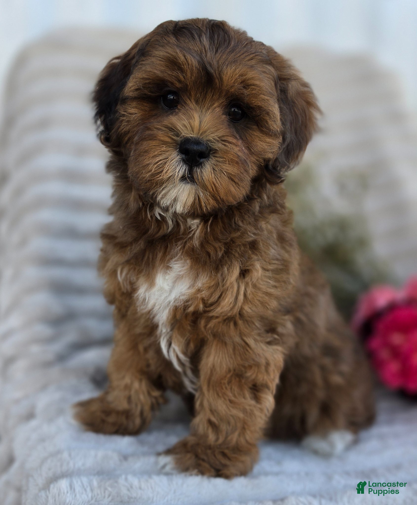 Shihpoo dogs Carli - Ad 1