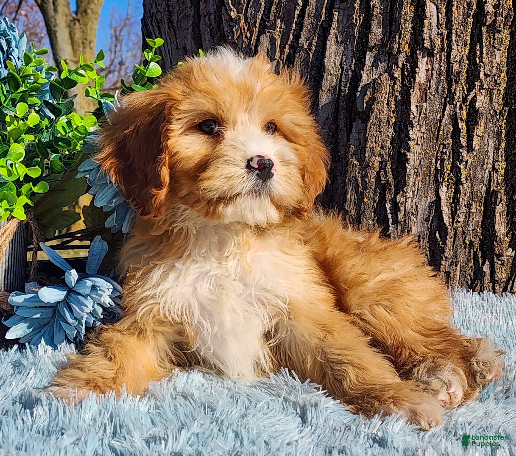 Cavapoo dogs Snip - Ad 13