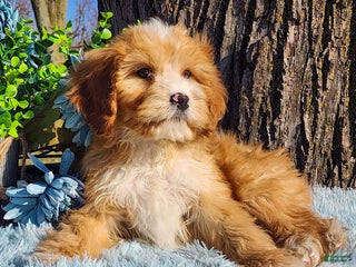 Cavapoo dogs Snip - Ad 34