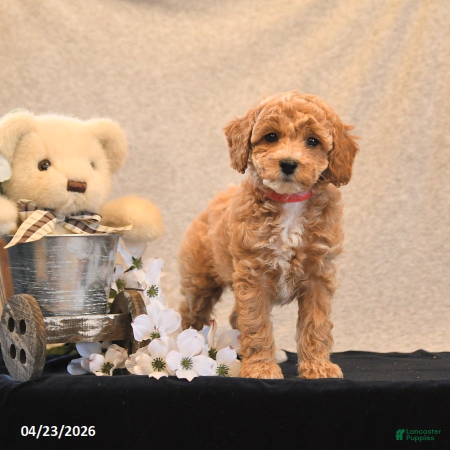 Miniature Poodle dogs Penny - Ad 1