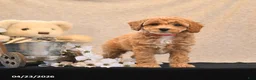 Miniature Poodle dogs for sale: Penny - Ad 1