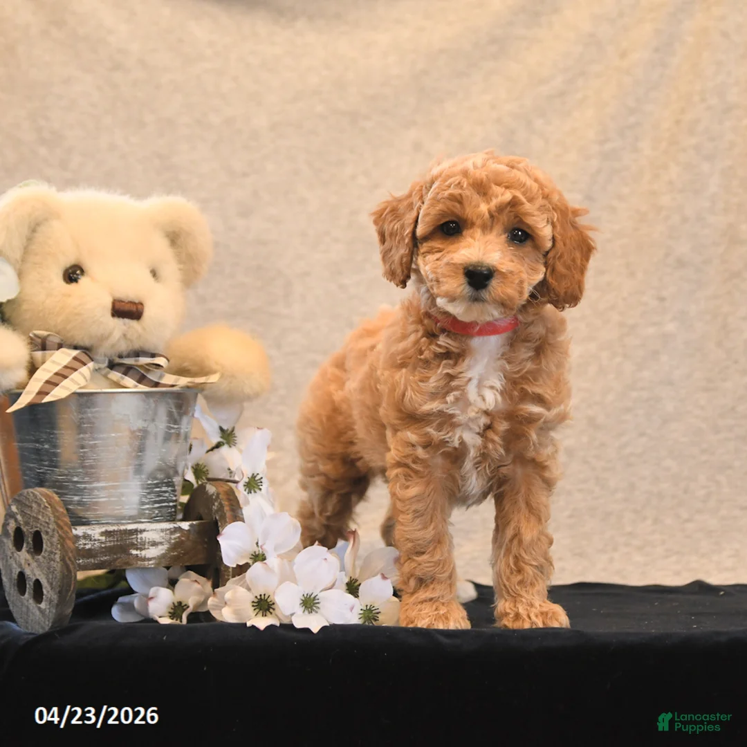 Miniature Poodle dogs for sale: Penny - Ad 1