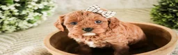 Cavapoo dogs for sale: Haven - Ad 4