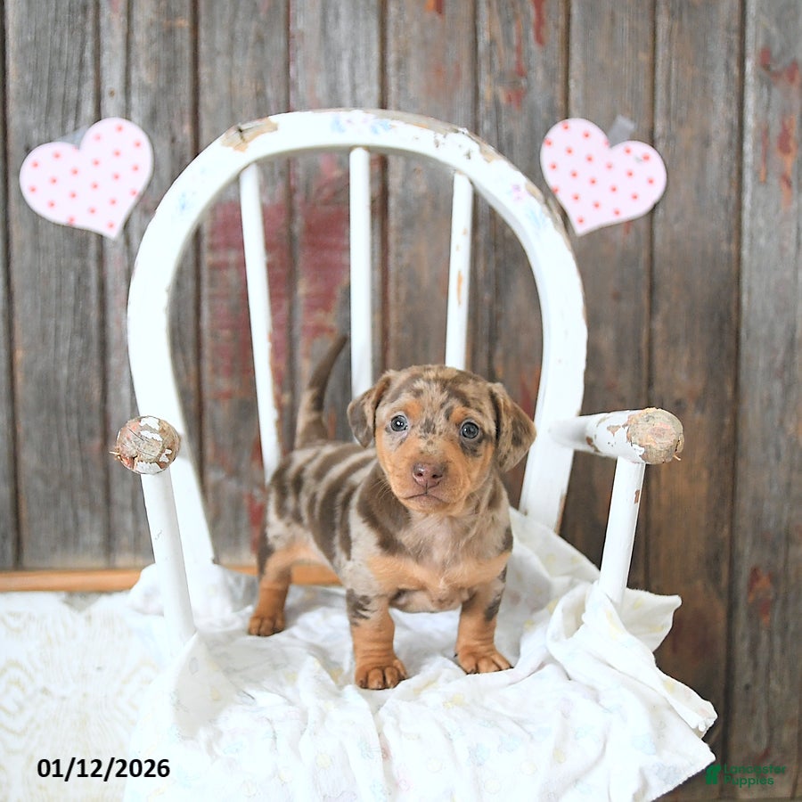 Miniature Dachshund dogs Bentley - Ad 20