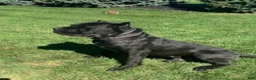 Cane Corso dogs for sale: Max - Ad 16