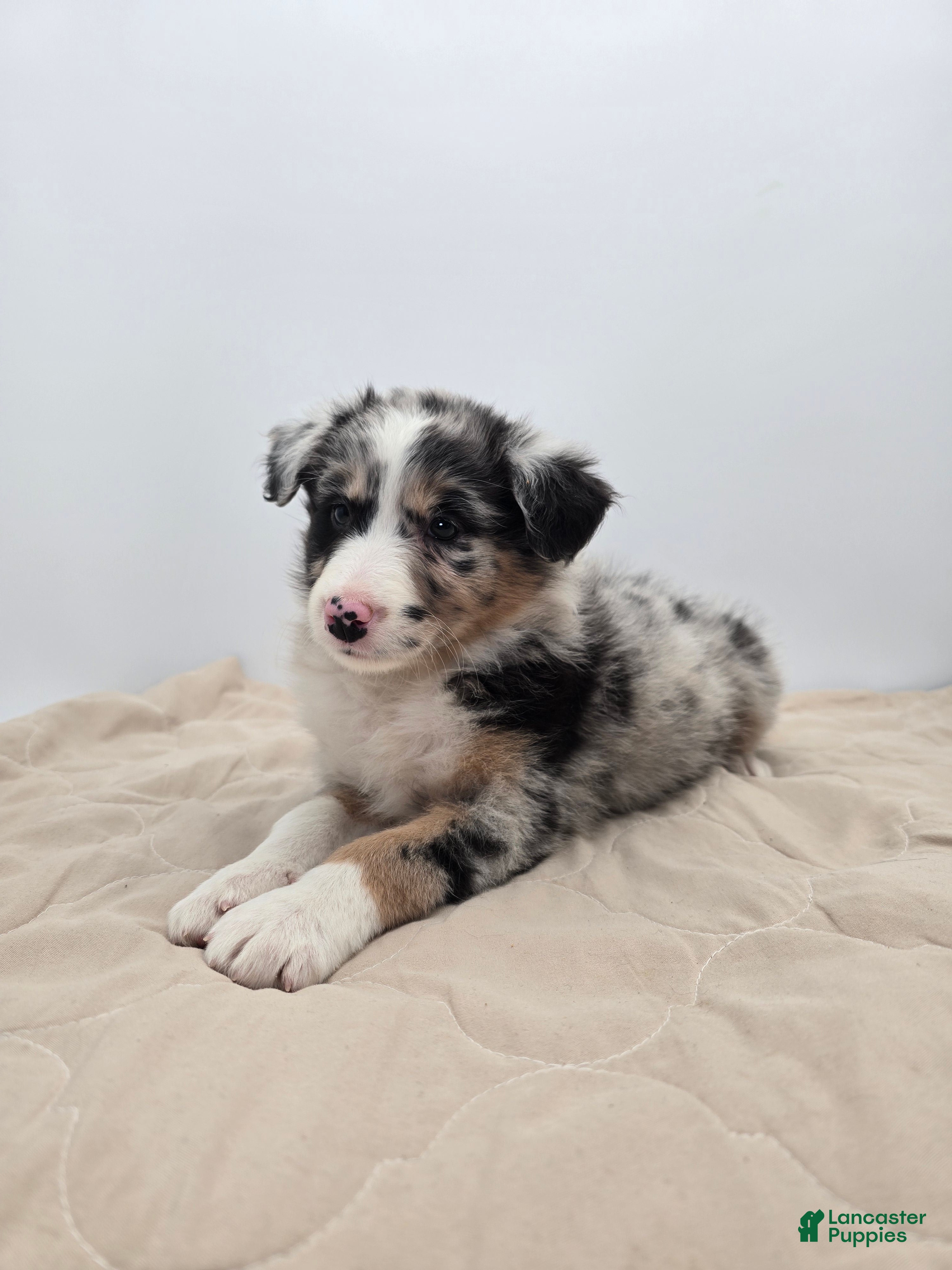 Australian Shepherd dogs Australian Shepherd Puppy 3 - Ad 1