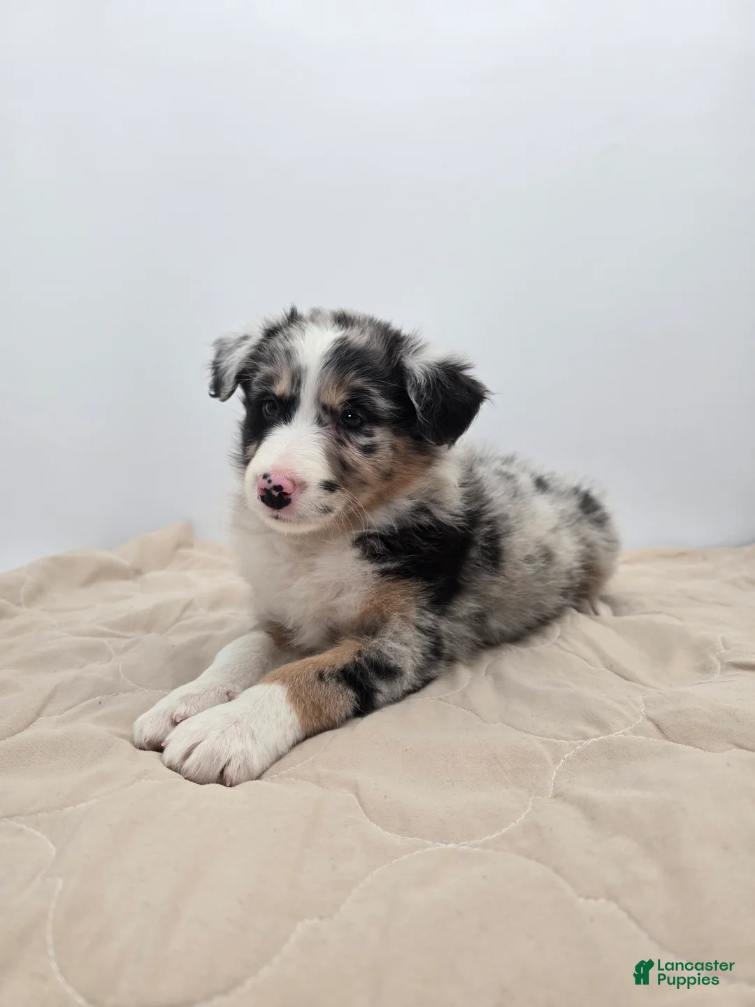 Australian Shepherd dogs for sale: Australian Shepherd Puppy 3 - Ad 1