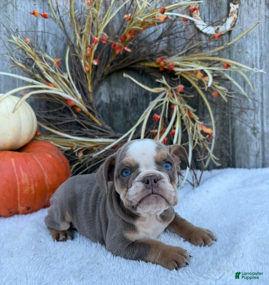 English Bulldog dogs for sale: Sage - Ad 15