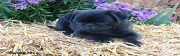 Pug dogs for sale: Blackie - Ad 3